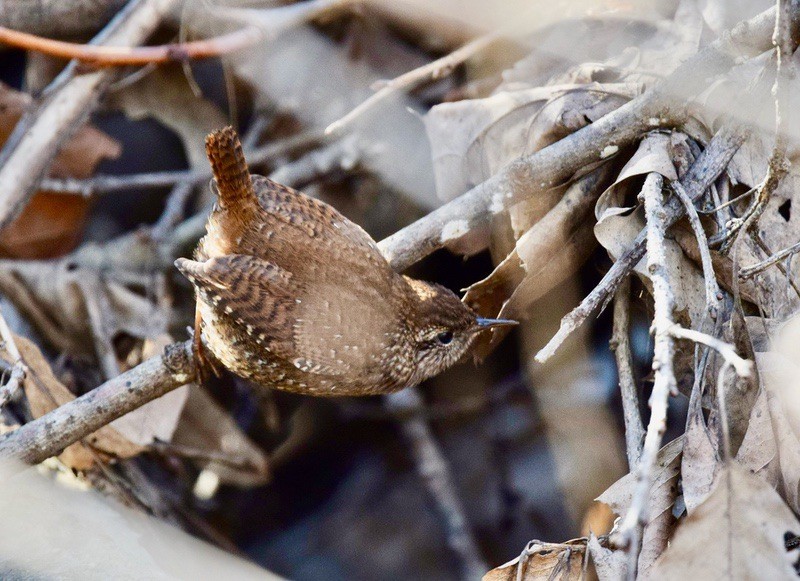 Winter Wren peering through litter by Andy Reago & Chrissy McClarren.  is licensed under CC BY-SA 2.0.